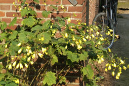 Kirengeshoma palmata Japanse wasbloem bestellen